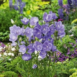 Dzwonek brzoskwiniolistny - niebieski