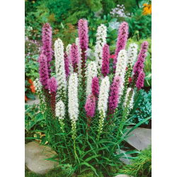 Liatra kłosowa - mieszanka