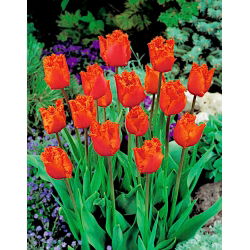 Tulipan Noranda - duża paczka! - 50 szt.