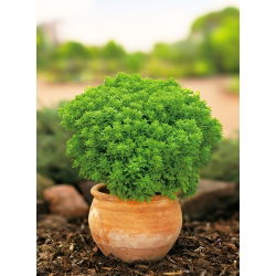 Bazylia grecka mini - o drobnych liściach i kulistym, zwartym pokroju