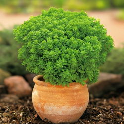 Bazylia grecka mini - o drobnych liściach i kulistym, zwartym pokroju