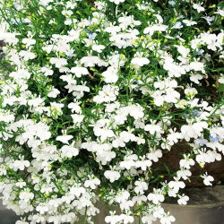 Lobelia zwisła biała