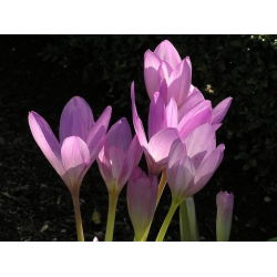 Zimowit - Lilac Wonder - duża paczka! - 10 szt.