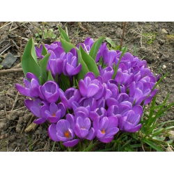Krokus Remembrance - GIGA paczka! - 500 szt.