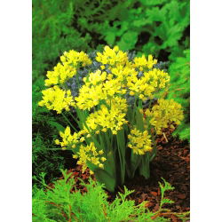 Czosnek złocisty - Allium moly - GIGA paczka! - 1000 szt.