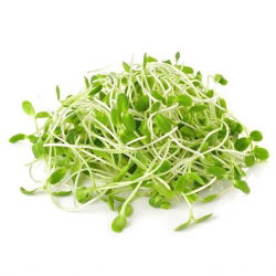 BIO Nasiona na kiełki z kiełkownicą dużą - Słonecznik - Certyfikowane nasiona ekologiczne