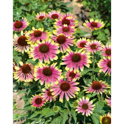 Jeżówka różowo-zielona - Green Twister