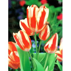 Tulipan Sylvia Warder - duża paczka! - 50 szt.
