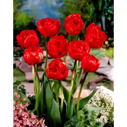 Tulipan Miranda - GIGA paczka! - 250 szt.