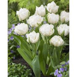 Tulipan Mount Tacoma - duża paczka! - 50 szt.