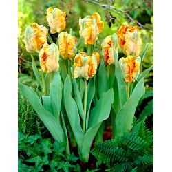 Tulipan Parrot King - duża paczka! - 50 szt.