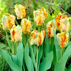 Tulipan Parrot King - duża paczka! - 50 szt.