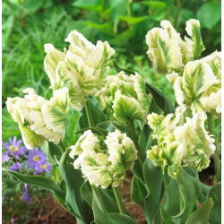 Tulipan Super Parrot - duża paczka! - 50 szt.