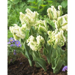Tulipan Super Parrot - duża paczka! - 50 szt.