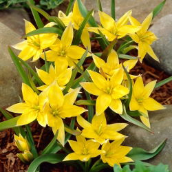Tulipan Urumiensis - duża paczka! - 50 szt.