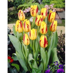 Tulipan Washington - duża paczka! - 50 szt.