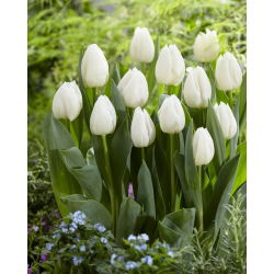 Tulipan White Prince - duża paczka! - 50 szt.