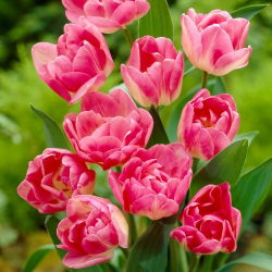 Tulipan Up Star - duża paczka! - 50 szt.