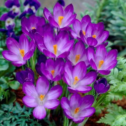 Krokus Ruby Giant - GIGA paczka! - 500 szt.