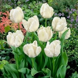 Tulipan White Parrot - duża paczka! - 50 szt.