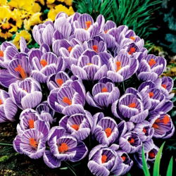 Krokus King of the Striped - GIGA paczka! - 500 szt.