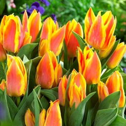 Tulipan Winnipeg - duża paczka! - 50 szt.