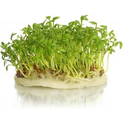 Nasiona na kiełki - Rzeżucha - 500 gram