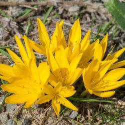 Sternbergia - Żółty zimowit - GIGA paczka! - 50 szt.
