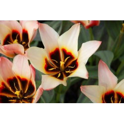Tulipan Turkish Delight - duża paczka! - 50 szt.