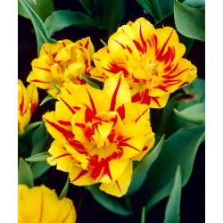 Tulipan Monsella - duża paczka! - 50 szt.