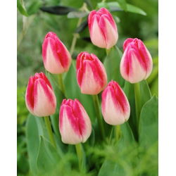 Tulipan Page Polka - duża paczka! - 50 szt.