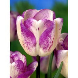 Tulipan Shirley - duża paczka! - 50 szt.