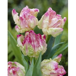 Tulipan Webers Parrot - duża paczka! - 50 szt.