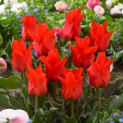 Tulipan Red Riding Hood - duża paczka! - 50 szt.