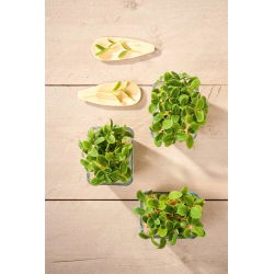 Microgreens - Słonecznik - młode listki o unikalnym smaku - 250 gram