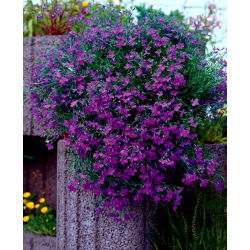 Lobelia zwisła fioletowa