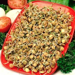 Nasiona na kiełki - Soczewica zielona