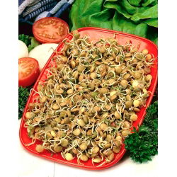 Nasiona na kiełki - Soczewica zielona