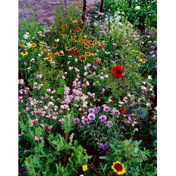 Kwietna Łąka Fast Flowers - mieszanka ponad 20 odmian o szybkim tempie wzrostu - 500 gram
