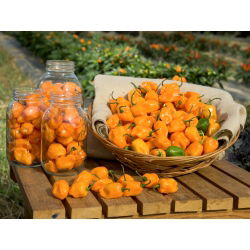 Papryka Habanero Yellow - ostra, żółta