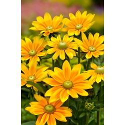 Rudbekia dwubarwna Green Eyes