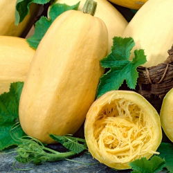 Dynia makaronowa Vegetable Spaghetti