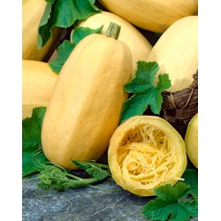 Dynia makaronowa Vegetable Spaghetti