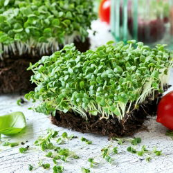 Microgreens - Bazylia zielona - młode listki o unikalnym smaku - 1 kg