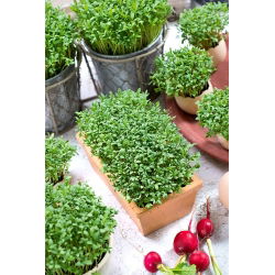 Microgreens - Rzeżucha - młode listki o unikalnym smaku - 1 kg