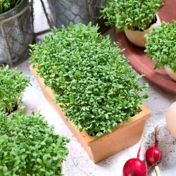 Microgreens - Rzeżucha - młode listki o unikalnym smaku - 1 kg