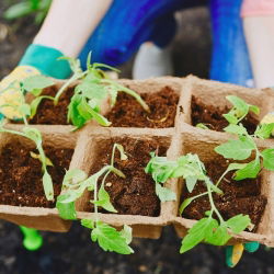 Kwadratowe doniczki torfowe - 8 x 8 cm - 1242 sztuk