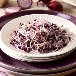 Nasiona na kiełki z kiełkownicą małą - Kapusta głowiasta czerwona