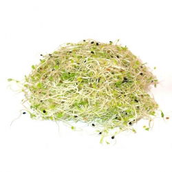 Nasiona na kiełki z kiełkownicą małą - Cebula