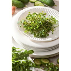BIO Nasiona na kiełki - Rukola - Certyfikowane nasiona ekologiczne